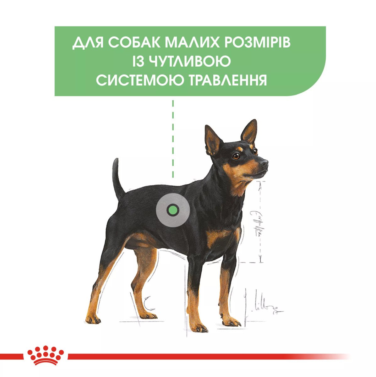 Сухий корм для собак малих порід Royal Canin Mini Digestive Care, 3 кг
