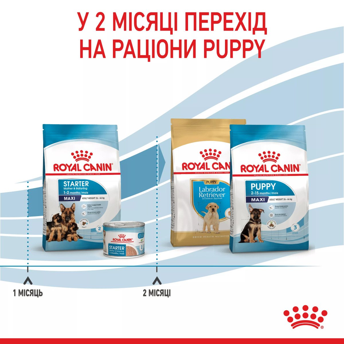 Сухий корм для цуценят великих порід Royal Canin Maxi Starter, 4 кг