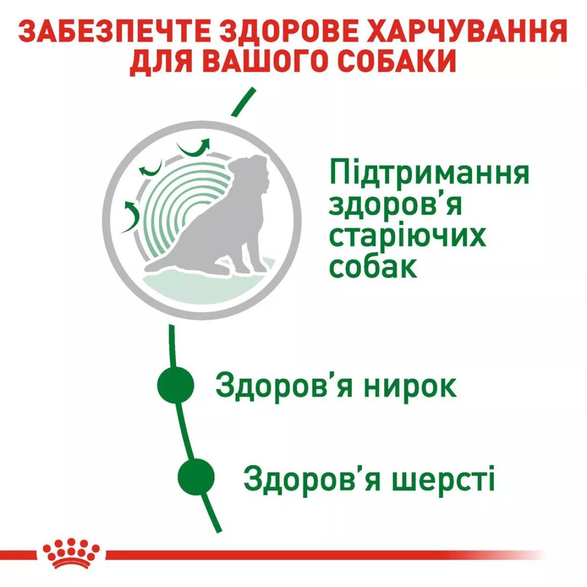 Сухий корм для собак малих порід Royal Canin Mini Ageing 12+, 800 г
