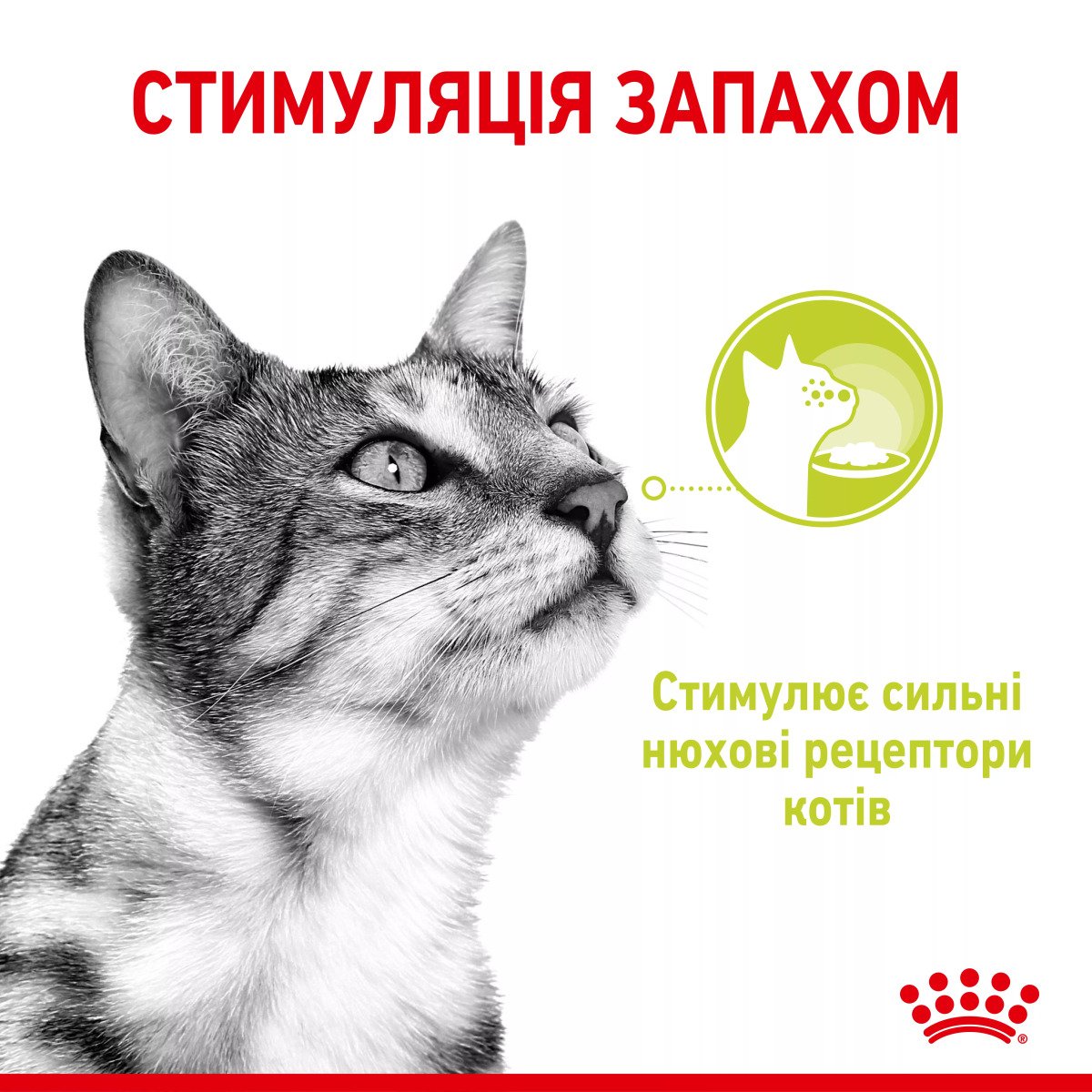 Вологий корм для котів Royal Canin Sensory Smell Chunks In Jelly, 85 г
