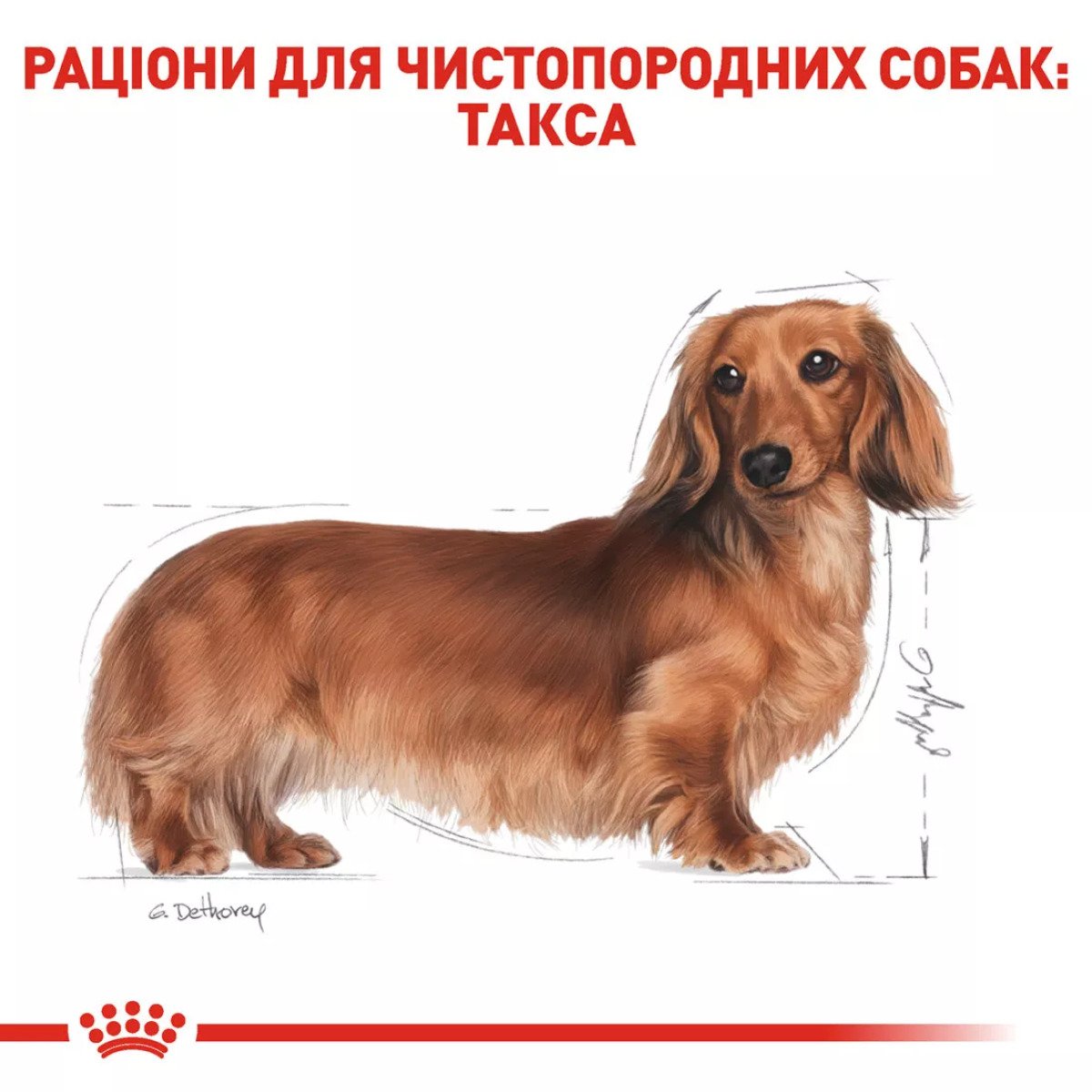 Сухий корм для собак малих порід Royal Canin Dachshund Adult, 1.5 кг