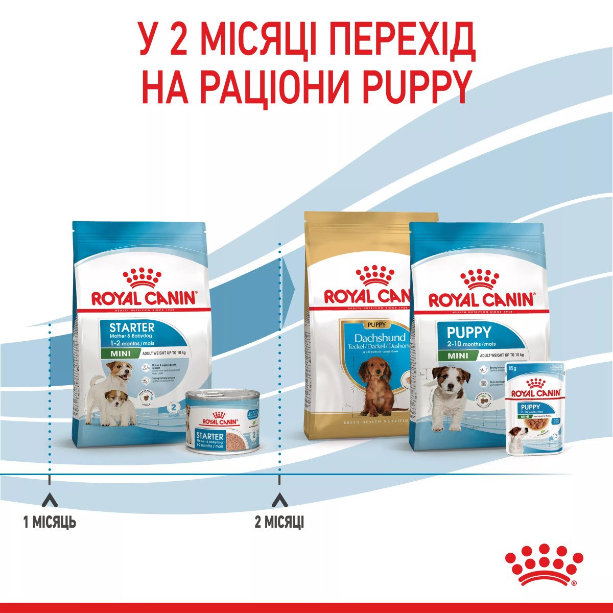 Сухий корм для цуценят мініатюрних порід Royal Canin Mini Starter, 1 кг