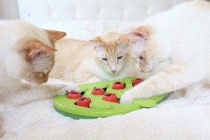 Іграшка інтерактивна д/котів Ніна Оттоссон Головоломка зел. арт. no69479