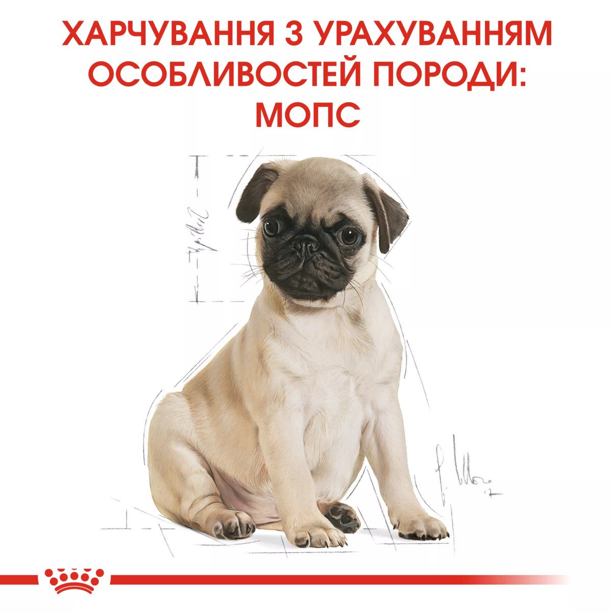 Сухий корм для цуценят мініатюрних порід Royal Canin Pug Puppy, 1.5 кг