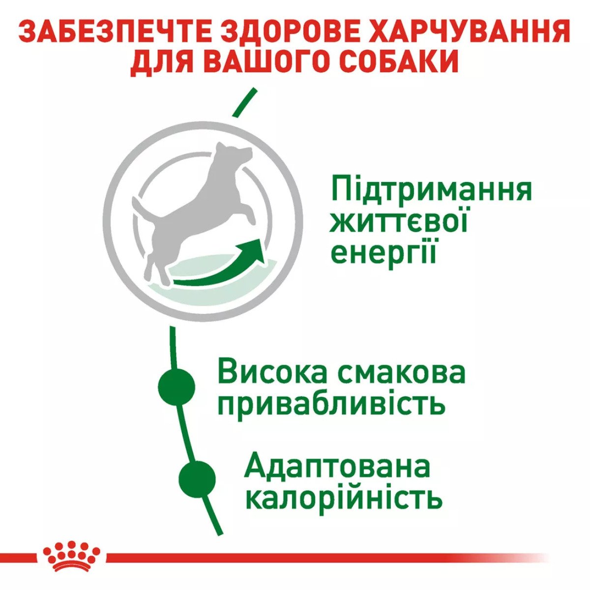 Сухий корм для собак малих порід Royal Canin Mini Adult 8+, 800 г