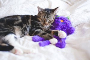 Іграшка для котів Петстейджес Кіт-подушка антістрес Мур-Мур арт pt719