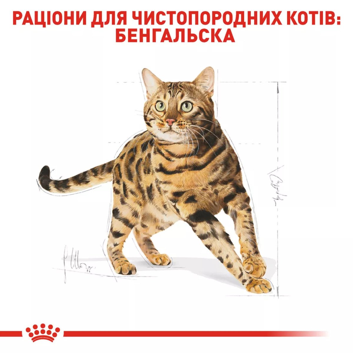 Сухий корм для котів Royal Canin Bengal Adult, 2 кг