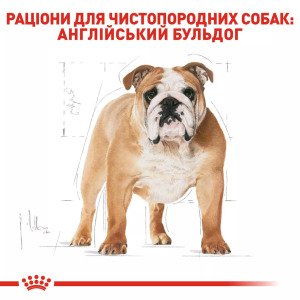 Сухий корм для собак середніх порід Royal Canin Bulldog Adult, 3 кг