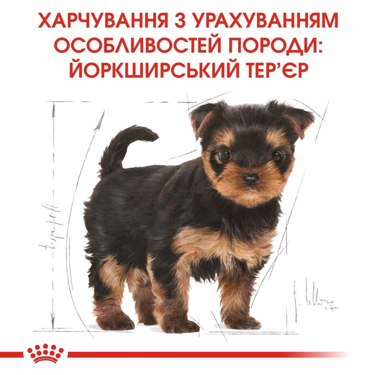 Сухий корм для цуценят мініатюрних порід Royal Canin Yorkshire Puppy, 7.5 кг