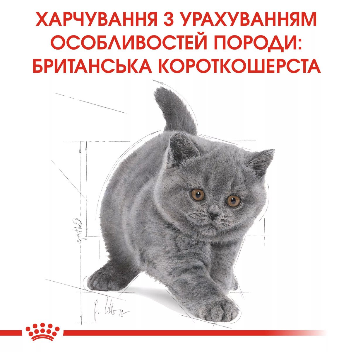Сухий корм для кошенят Royal Canin British Shorthair Kitten, 10 кг