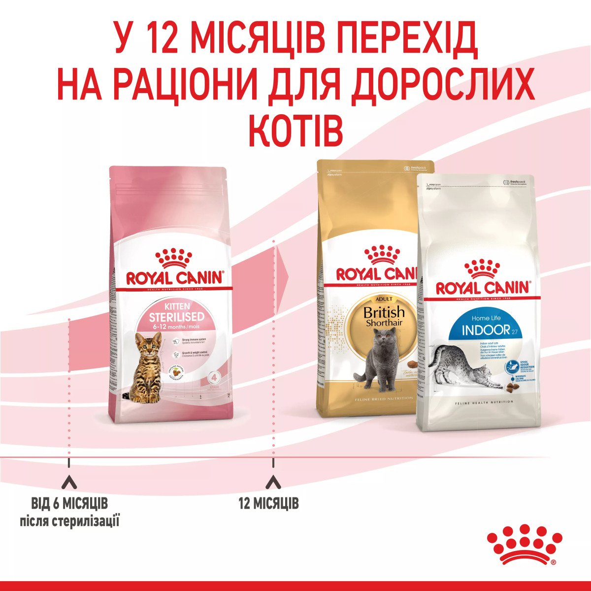 Сухий корм для кошенят Royal Canin Kitten Sterised, 2 кг