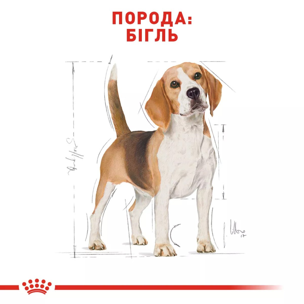 Сухий корм для собак середніх порід Royal Canin Beagle Adult, 3 кг