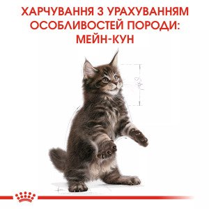 Сухий корм для кошенят Royal Canin Mainecoon Kitten, 2 кг
