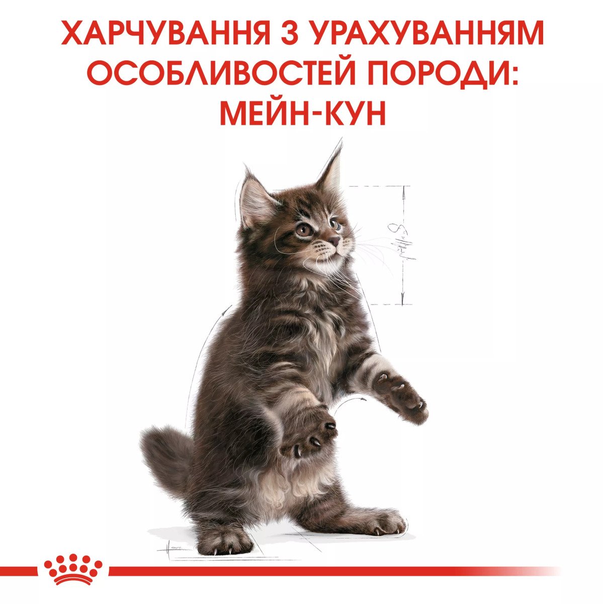Сухий корм для кошенят Royal Canin Mainecoon Kitten, 400 г