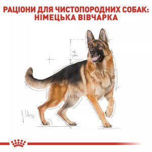 Сухий корм для собак великих порід Royal Canin German Shepherd Adult, 11 кг
