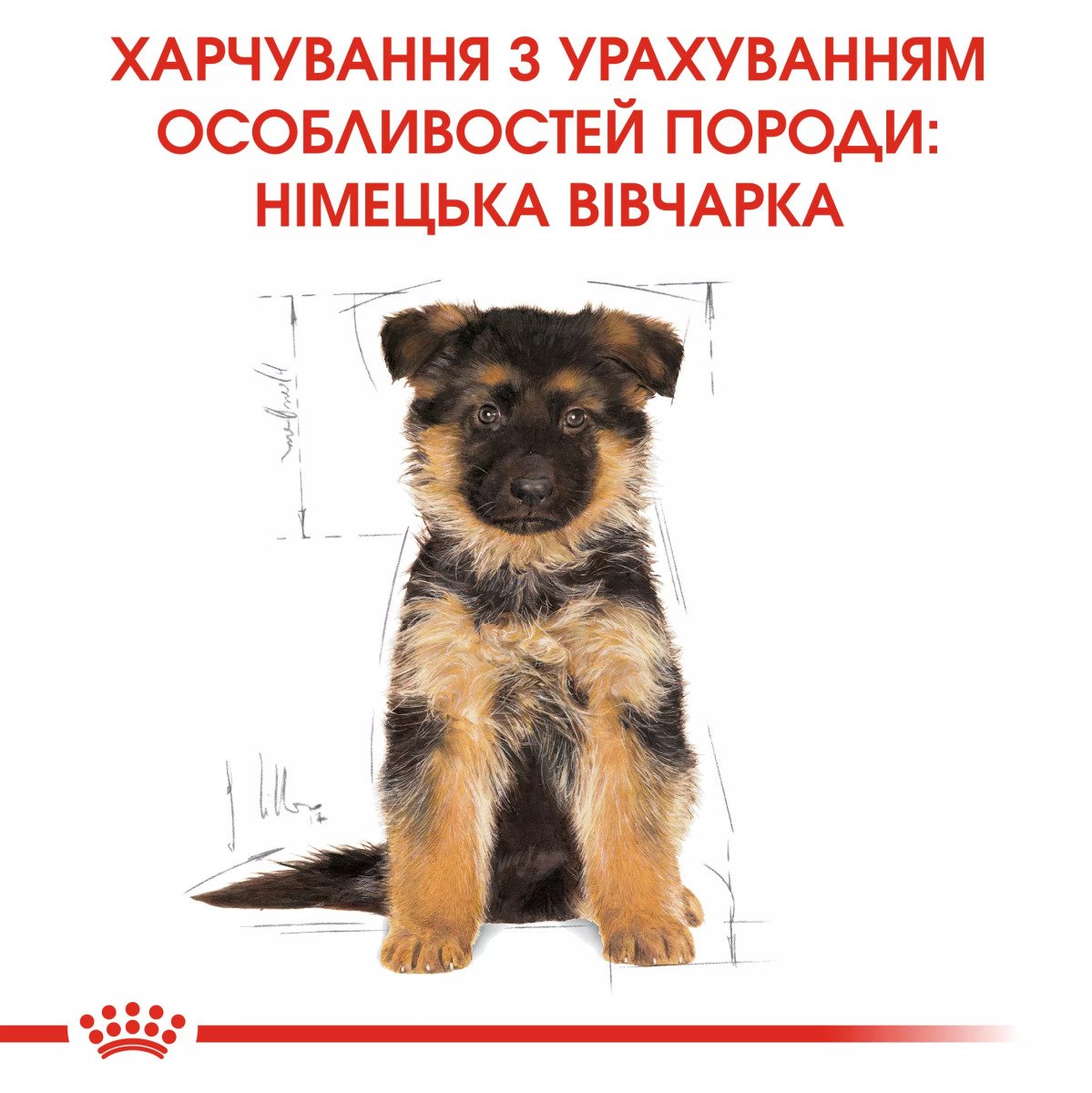 Сухий корм для цуценят великих порід Royal Canin German Shepherd Puppy, 3 кг