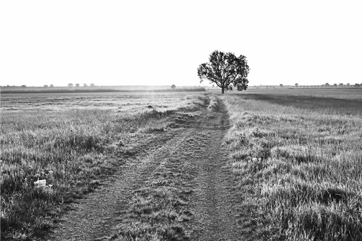 Сухий корм для дорослих собак Diamond Naturals Adult Dog Lamb & Rice, 2 кг