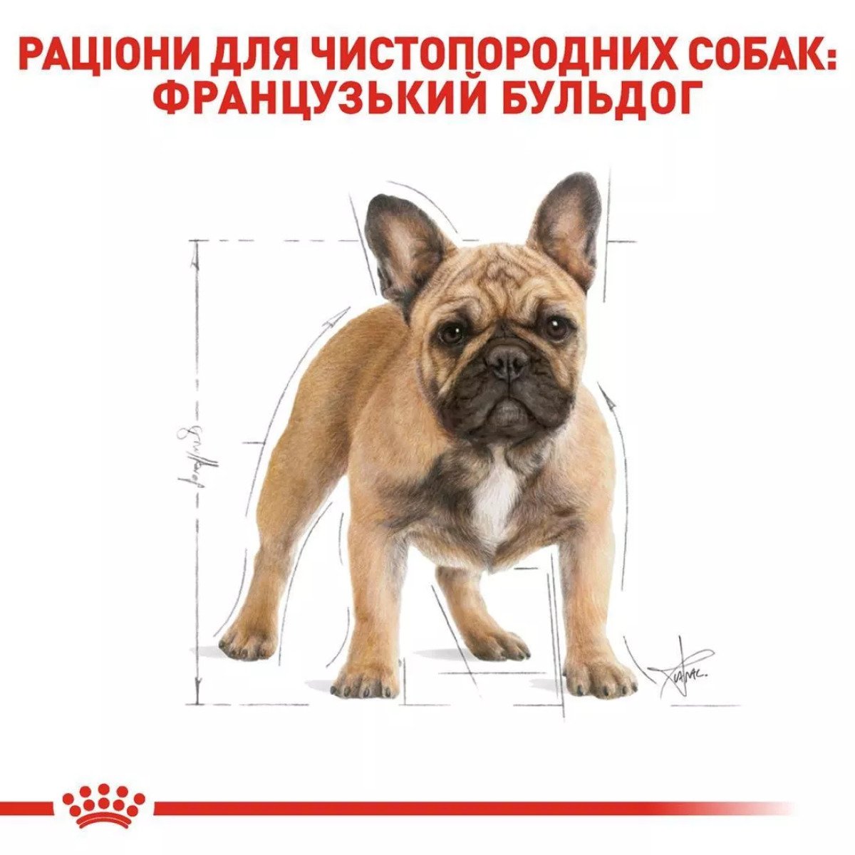 Сухий корм для собак малих порід Royal Canin French Bulldog Adult, 1.5 кг