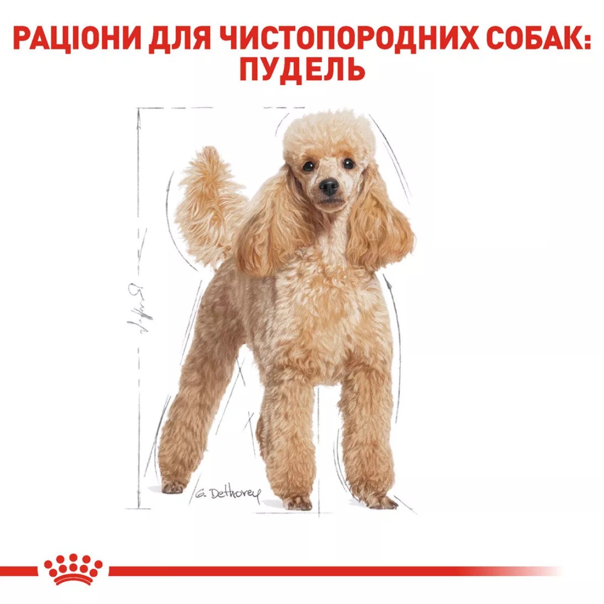 Сухий корм для собак Royal Canin Poodle Adult, 1.5 кг