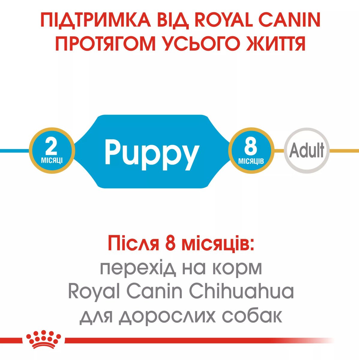 Сухий корм для цуценят мініатюрних порід Royal Canin Chihuahua Puppy, 1.5 кг