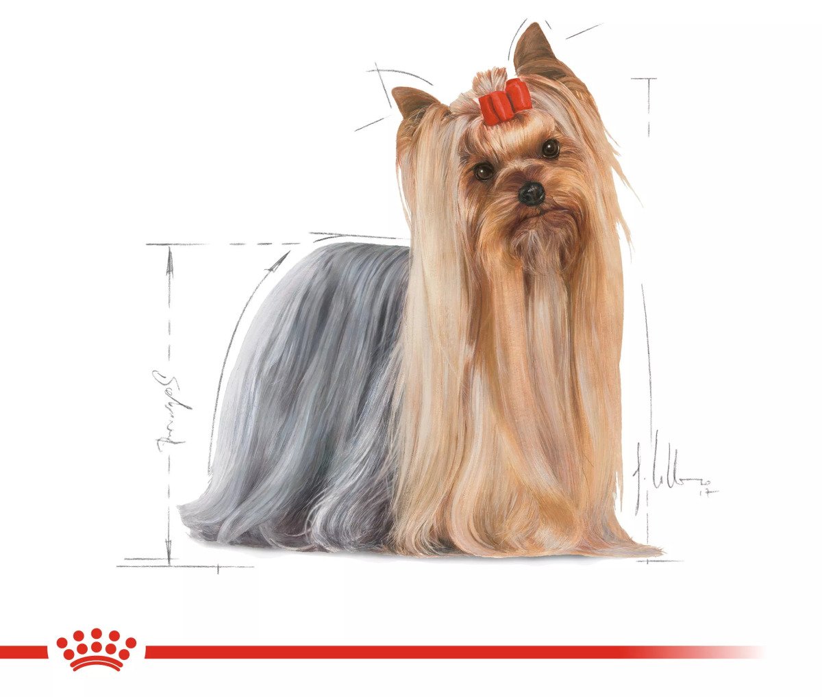 Вологий корм для йоркширських тер'єрів Royal Canin Yorkshire Adult, 85 г
