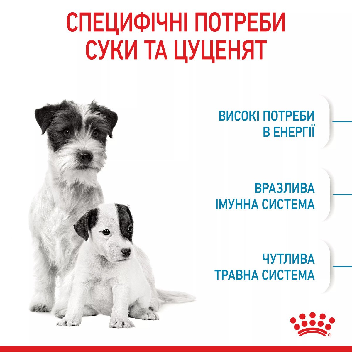 Сухий корм для цуценят мініатюрних порід Royal Canin Mini Starter, 1 кг