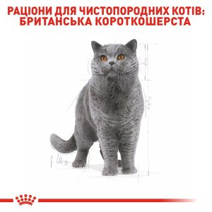 Сухий корм для котів Royal Canin British Shorthair Adult, 10 кг
