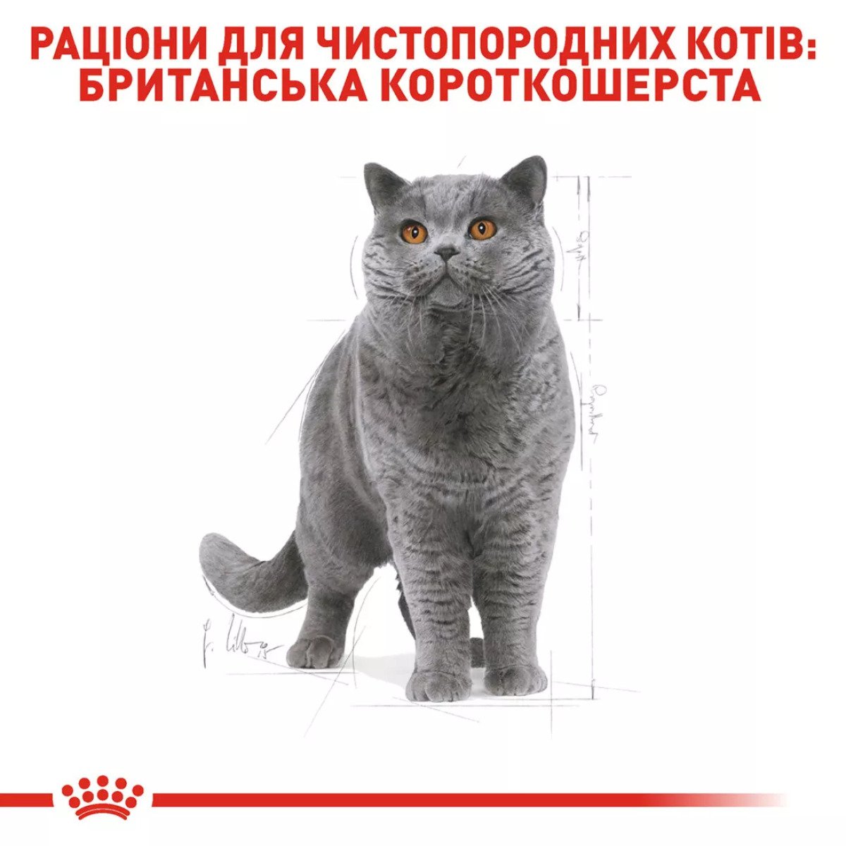 Сухий корм для котів Royal Canin British Shorthair Adult, 4 кг