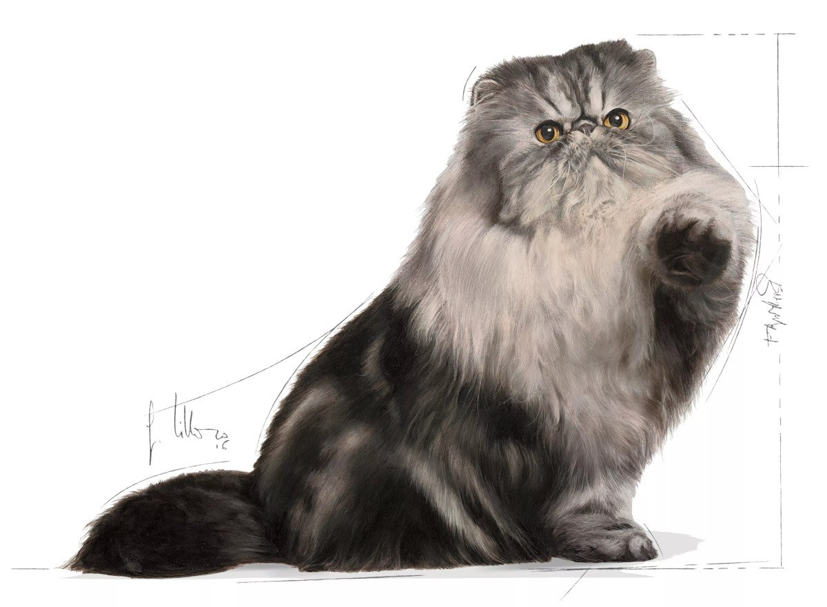 Сухий корм для котів Royal Canin Persian Adult, 2 кг