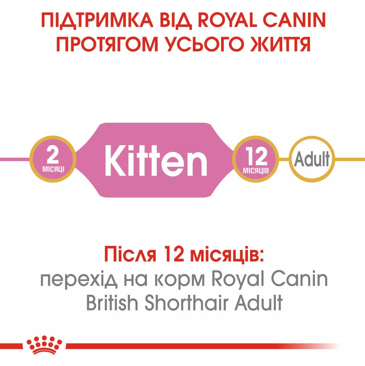 Сухий корм для кошенят Royal Canin British Shorthair Kitten, 400 г