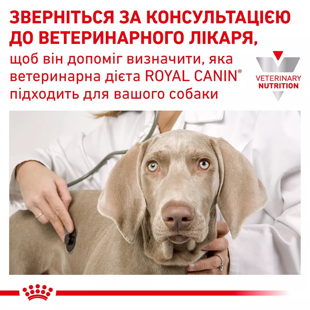 Сухий корм для собак Royal Canin Anallergenic Dog, 8 кг