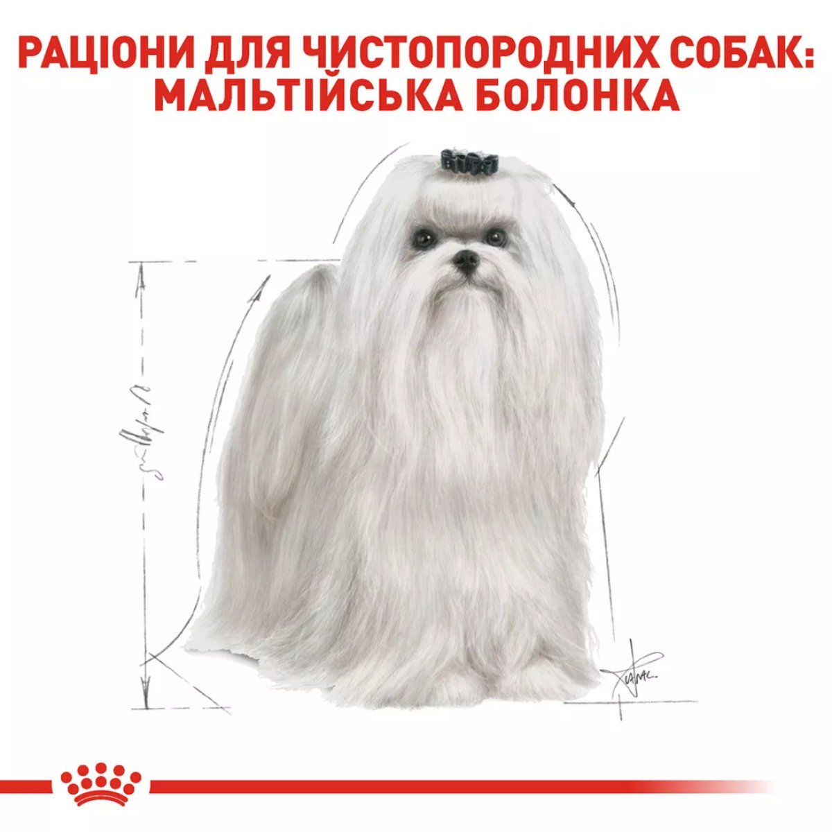 Сухий корм для собак малих порід Royal Canin Maltese Adult, 500 г