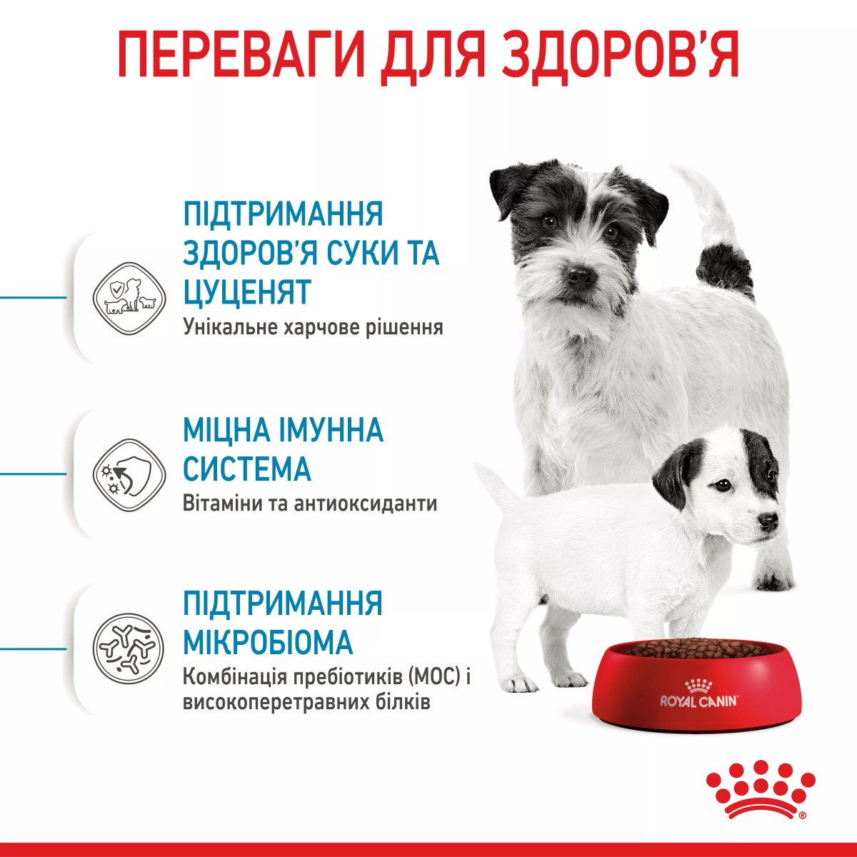 Сухий корм для цуценят мініатюрних порід Royal Canin Mini Starter, 1 кг