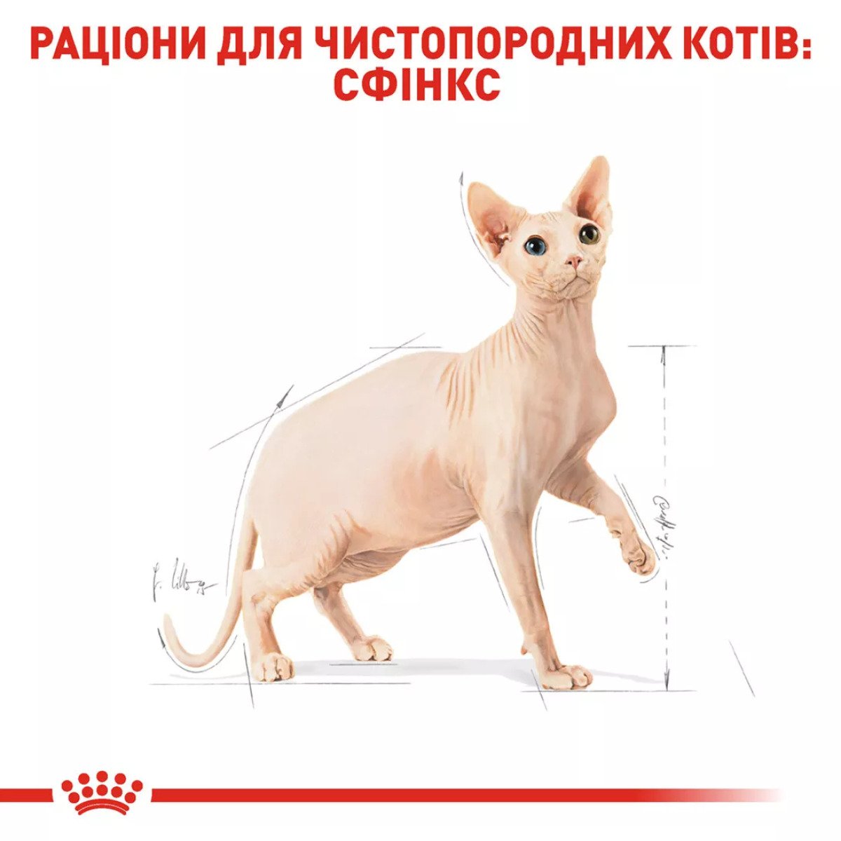 Сухий корм для котів Royal Canin Sphynx Adult, 10 кг
