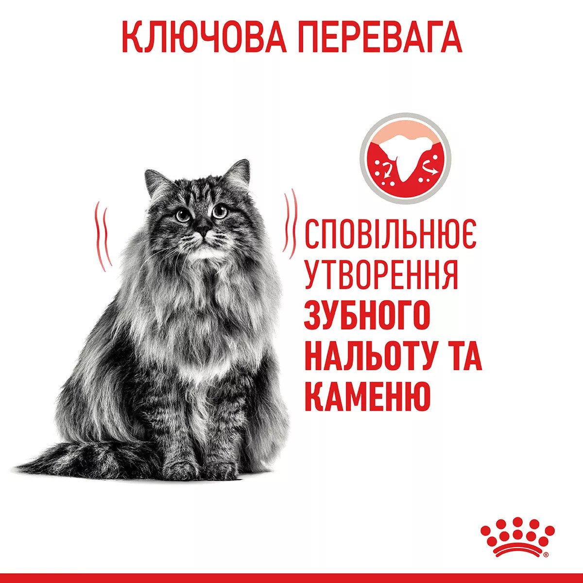 Сухий корм для котів Royal Canin Dental Care, 400 г